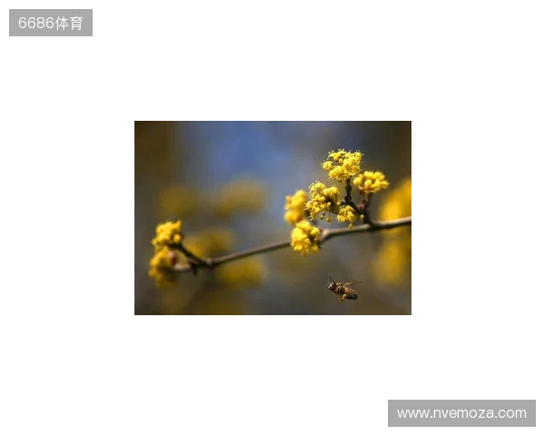 布达佩斯Major第一阶段：战舰轰鸣！FaZe 2-1 RED Canids